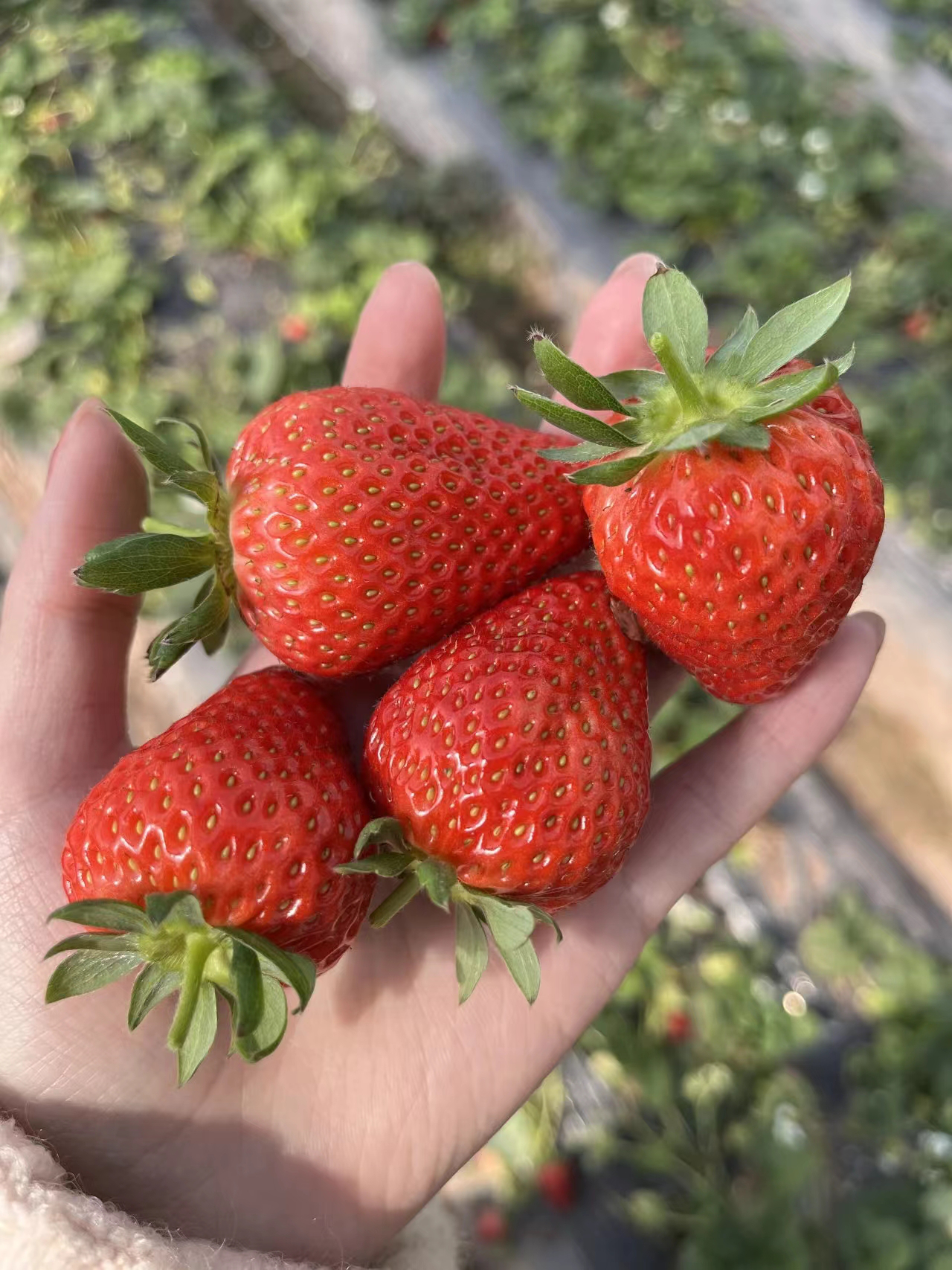 永靖刘家峡草莓